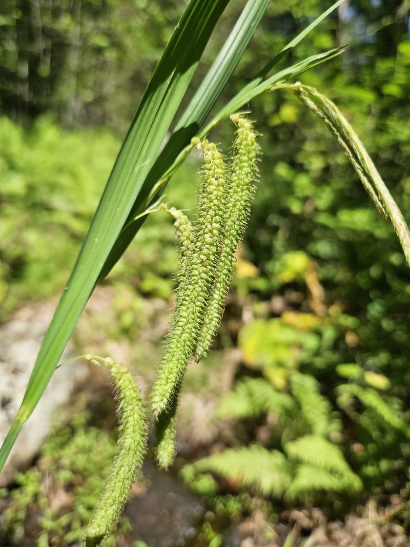 Carex crinita var. brevicrinis photo 3