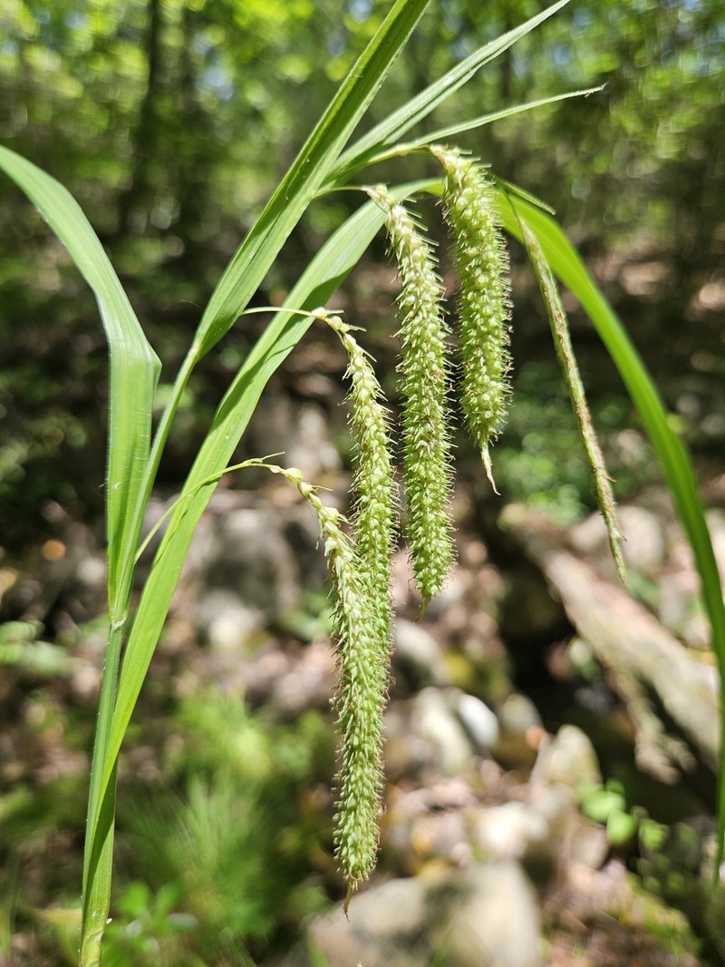 Carex crinita var. brevicrinis photo 4