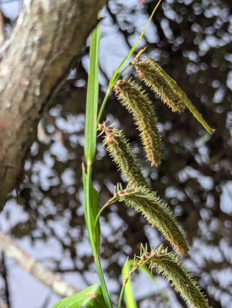 Carex crinita var. brevicrinis photo 6