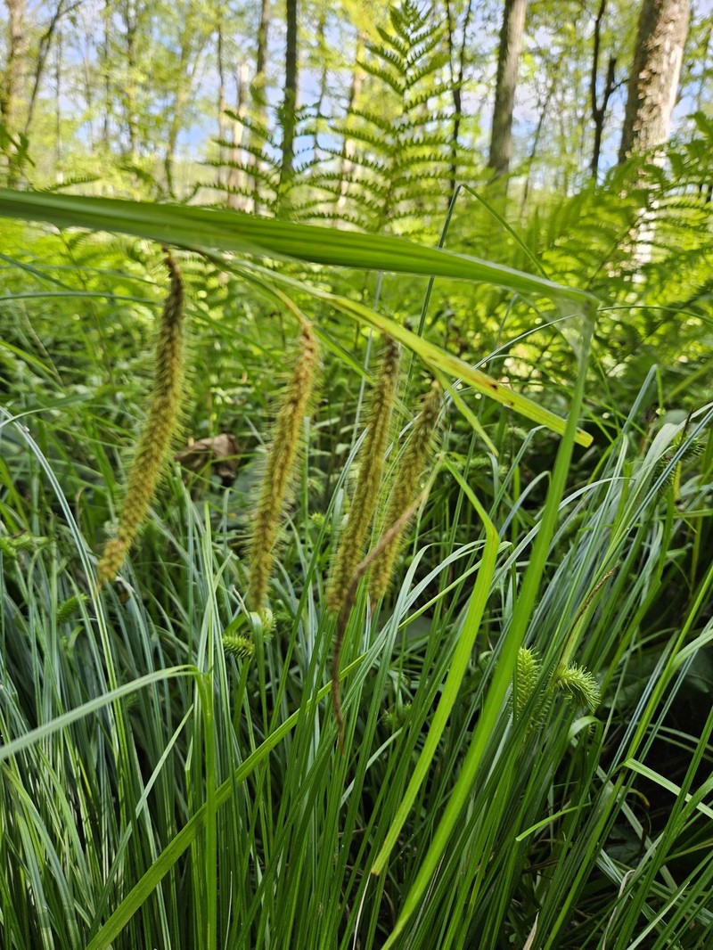 Carex crinita var. crinita
