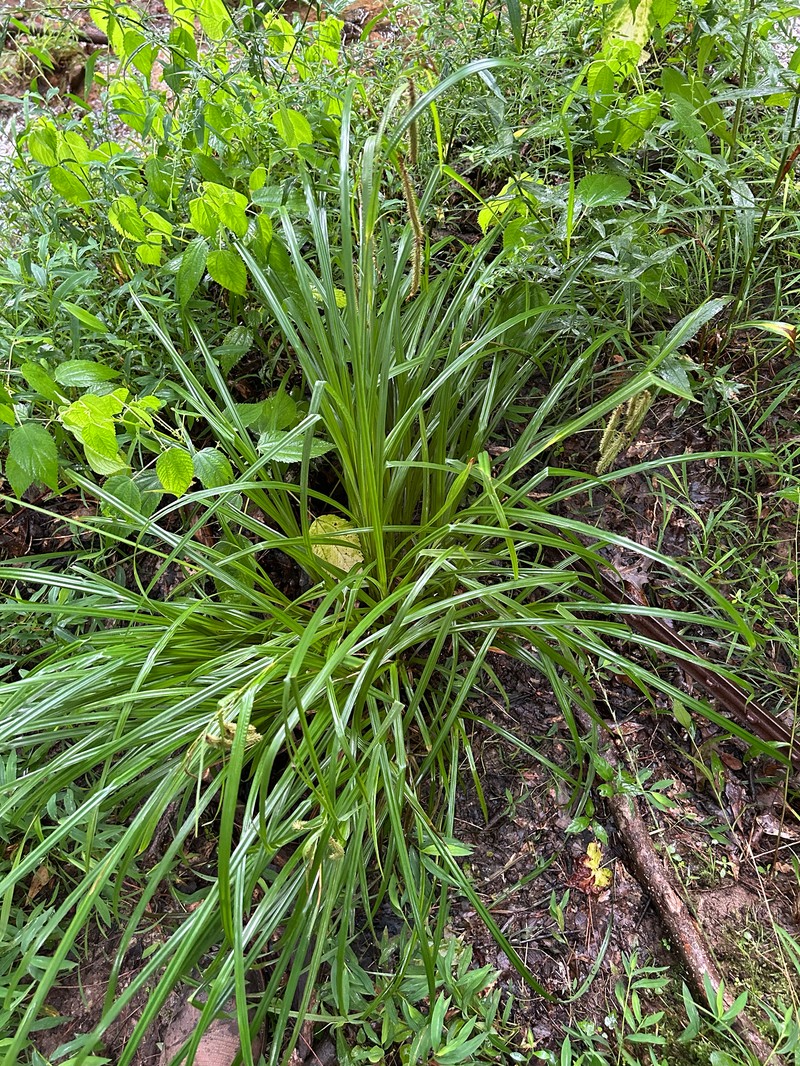 Carex crinita var. crinita photo 2