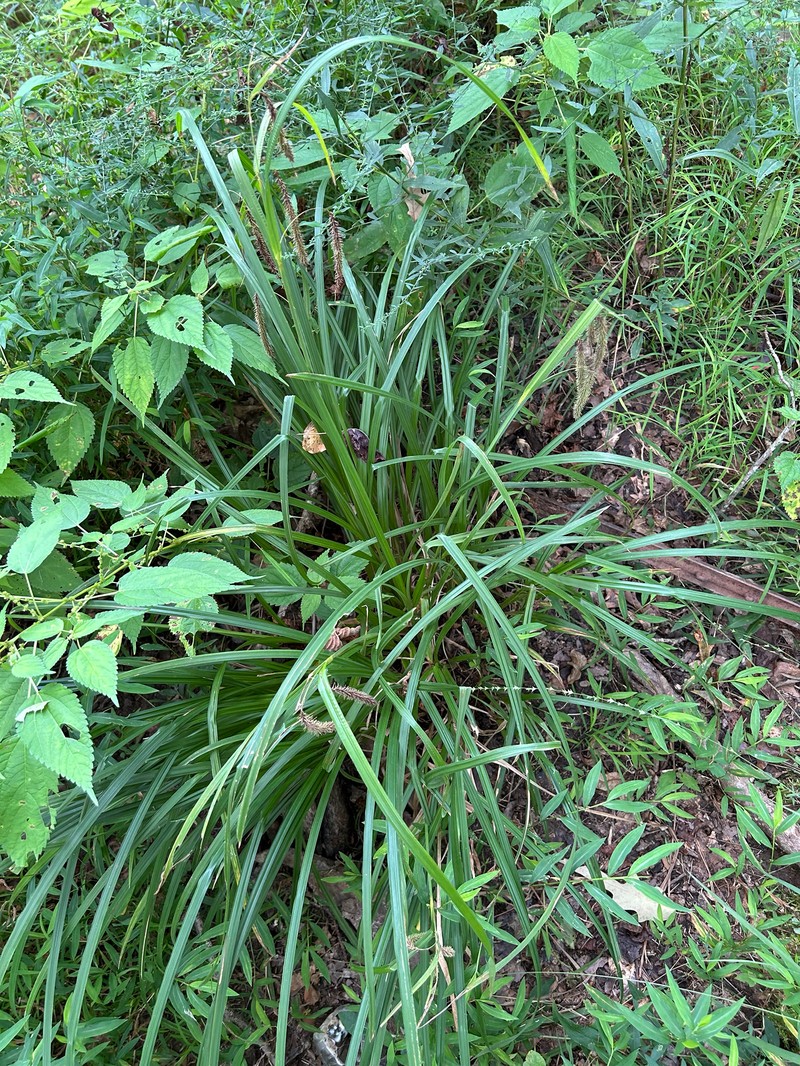 Carex crinita var. crinita photo 3