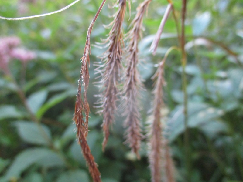 Carex crinita var. crinita photo 4