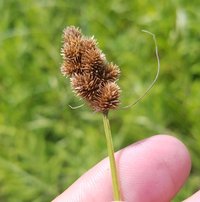 Crested Sedge
