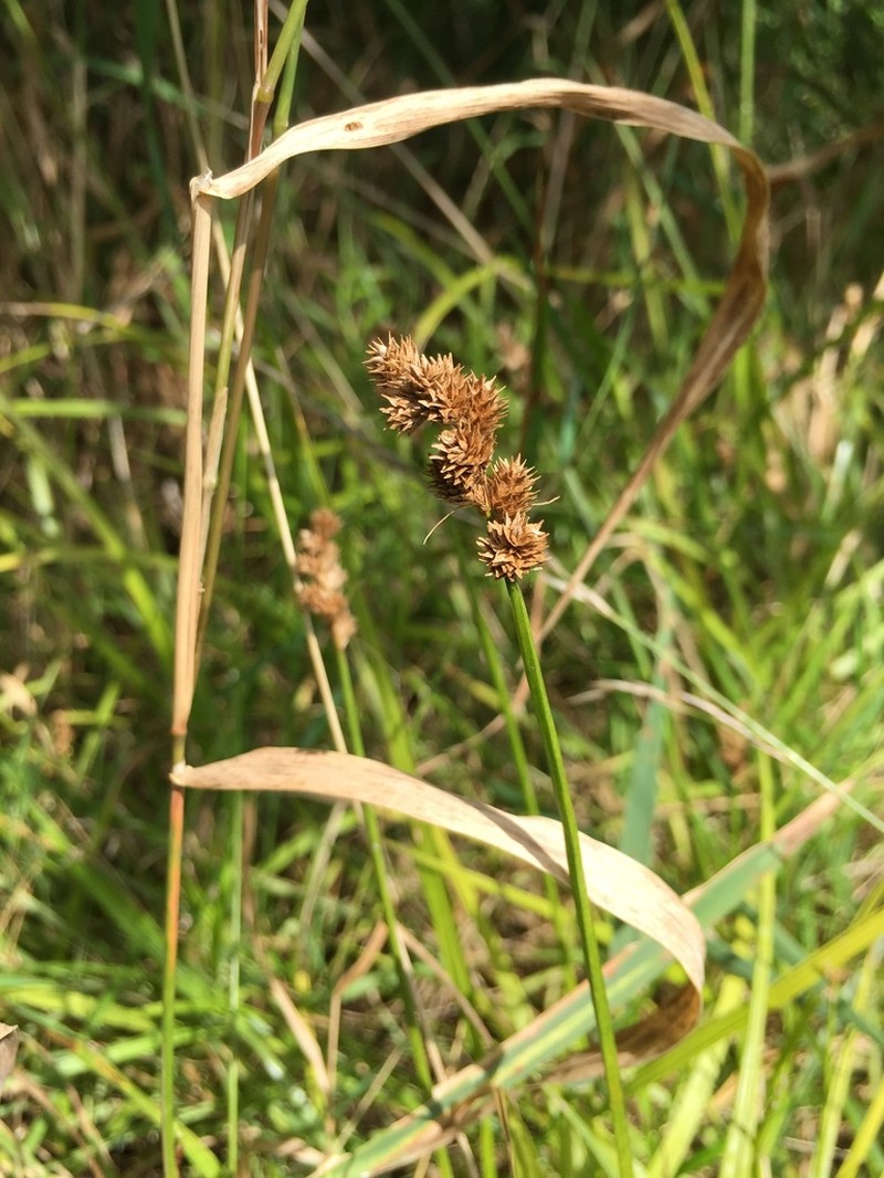 Crested Sedge photo 4