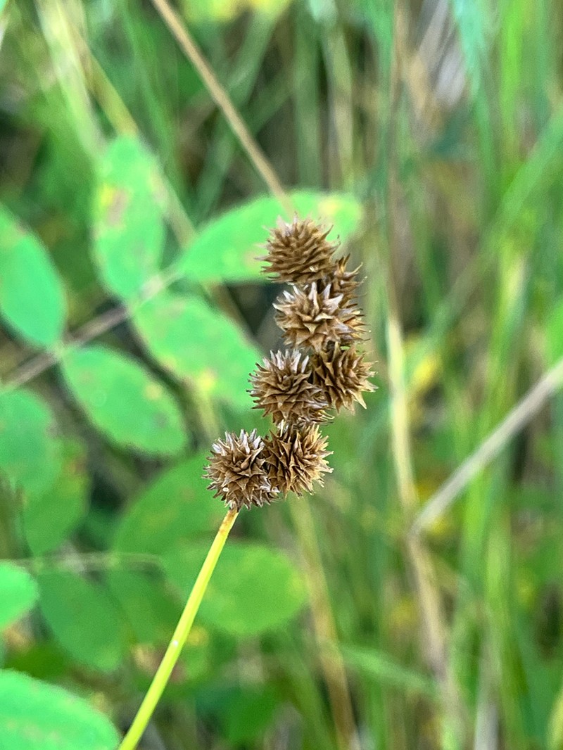 Crested Sedge photo 6
