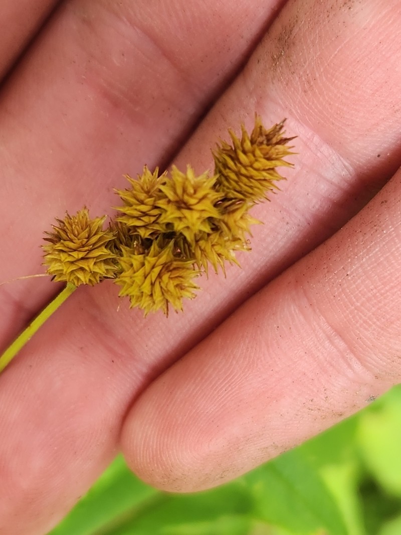 Crested Sedge photo 7