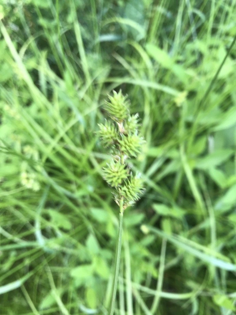 Crested Sedge photo 8