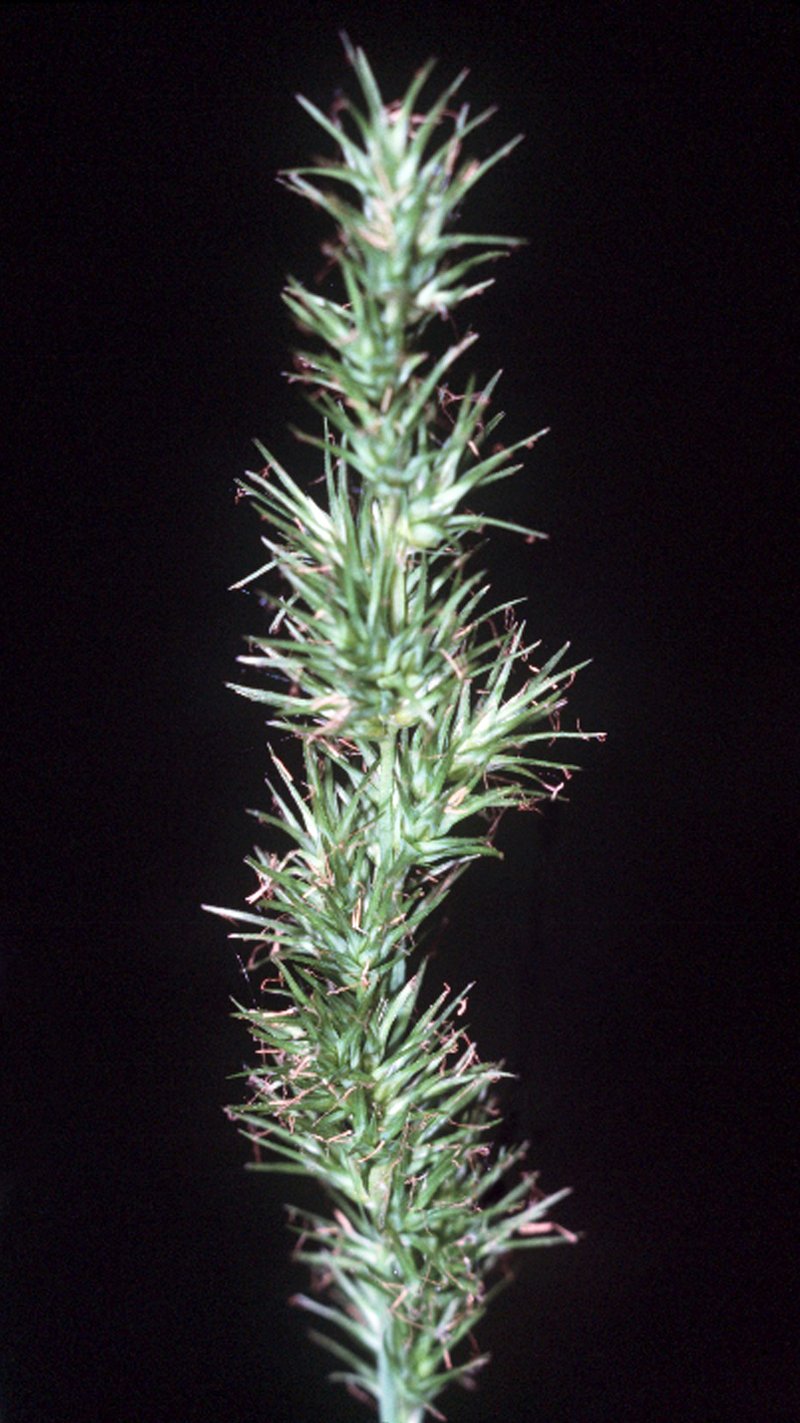 Ravenfoot Sedge