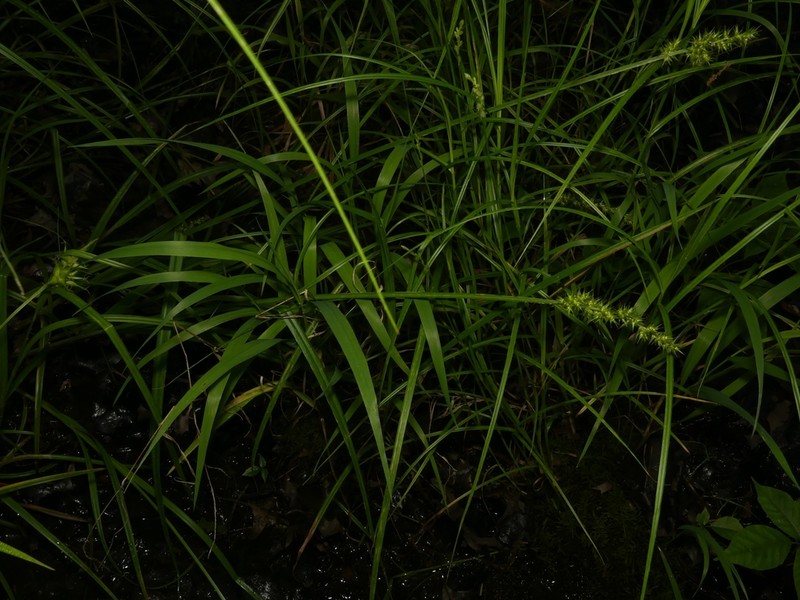 Ravenfoot Sedge photo 3