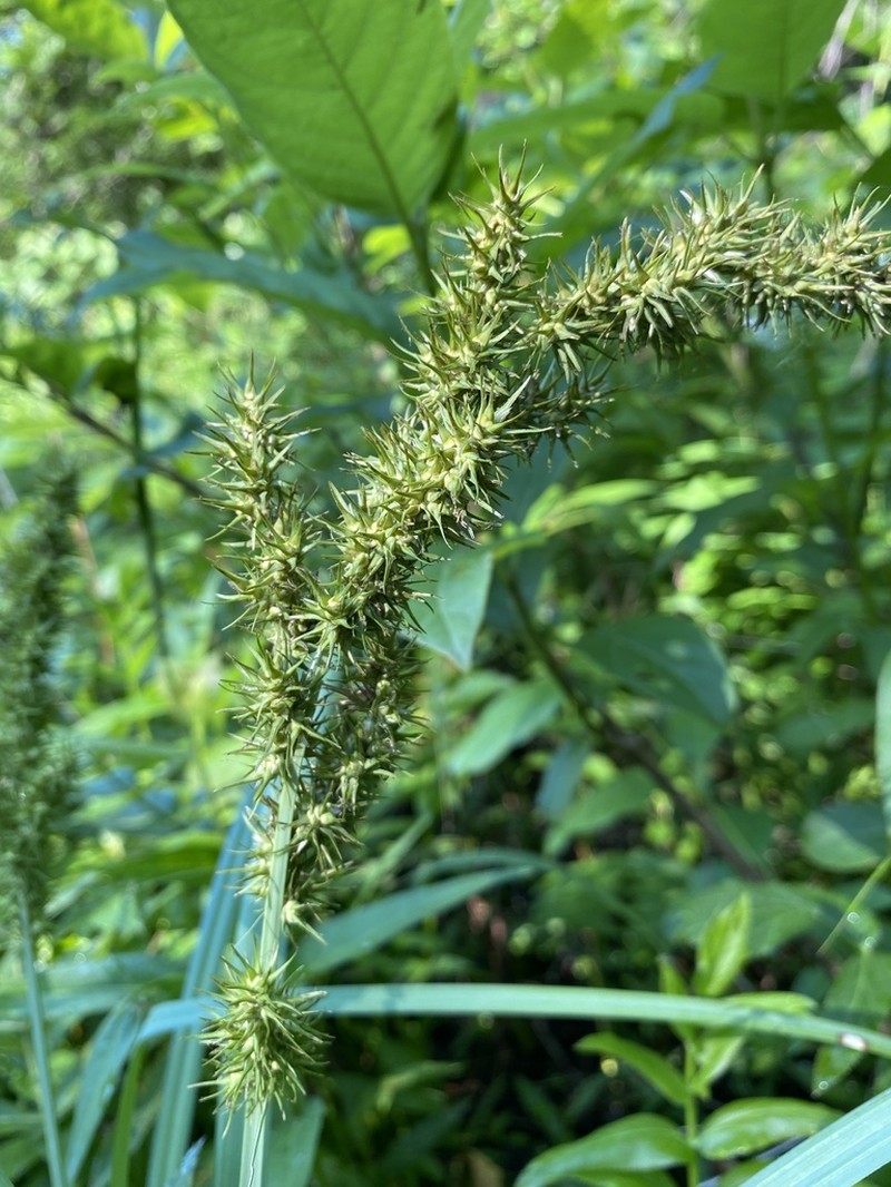 Ravenfoot Sedge photo 4