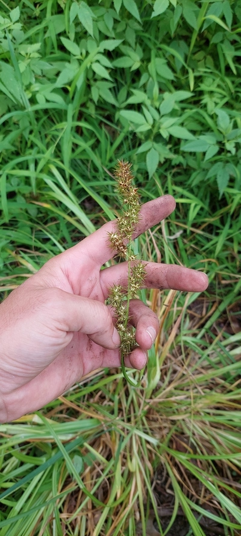 Ravenfoot Sedge photo 5