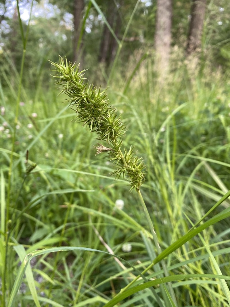 Ravenfoot Sedge photo 6