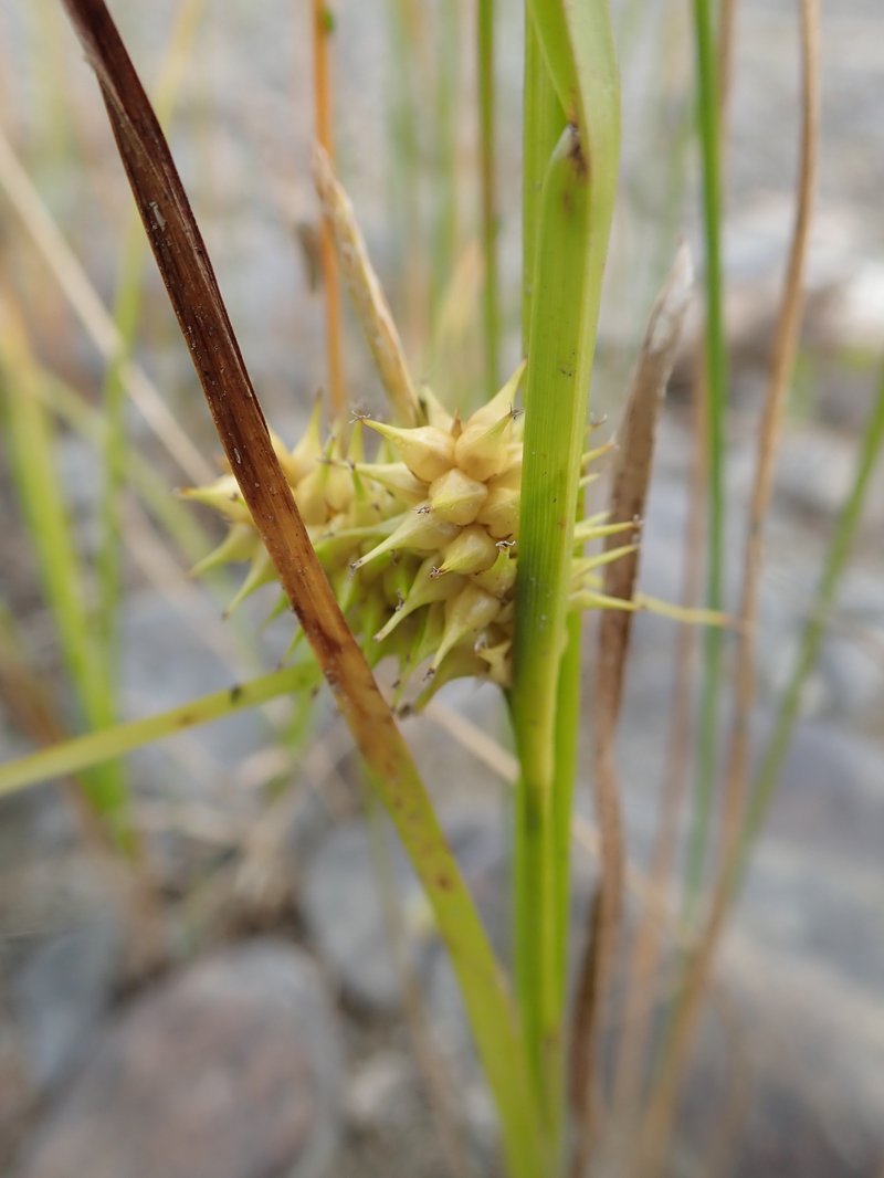 Northeastern Sedge