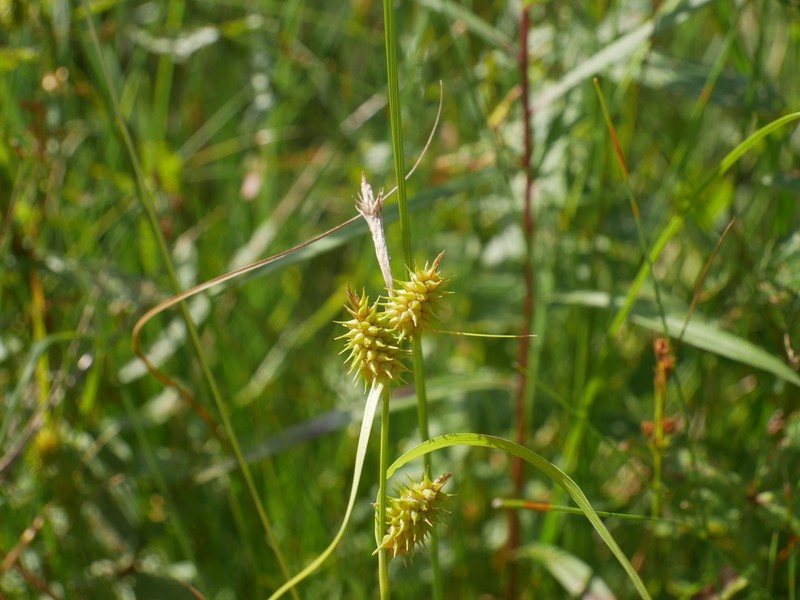 Northeastern Sedge photo 3