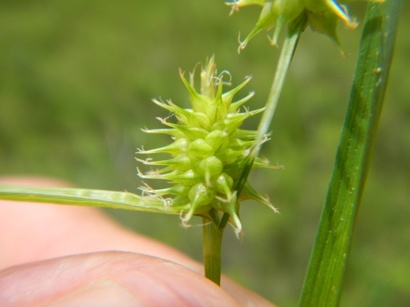Northeastern Sedge photo 4