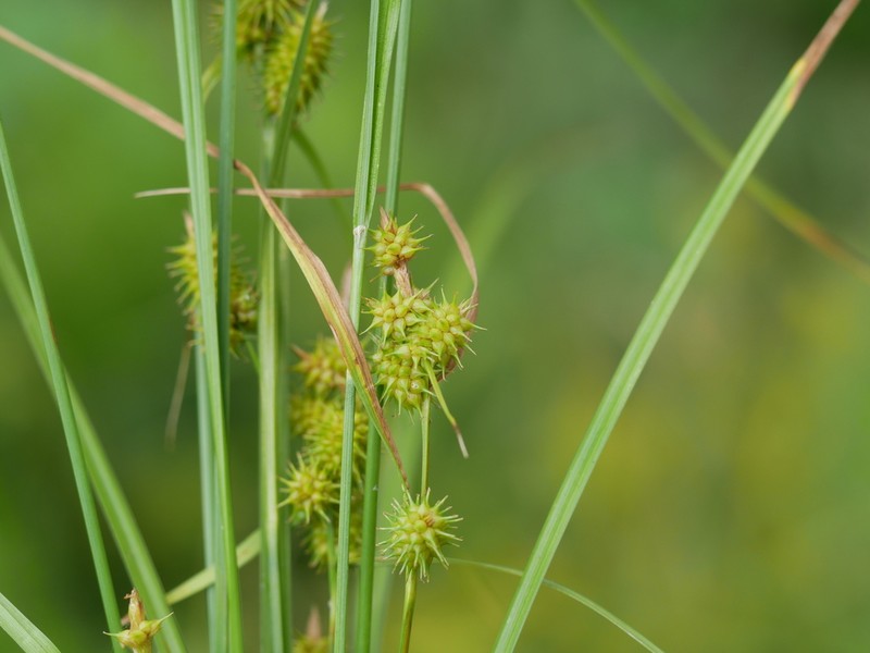 Northeastern Sedge photo 5