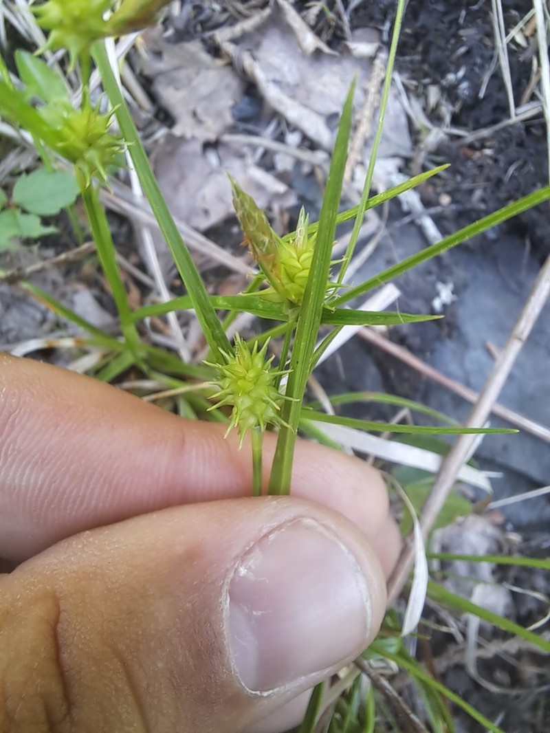 Northeastern Sedge photo 6