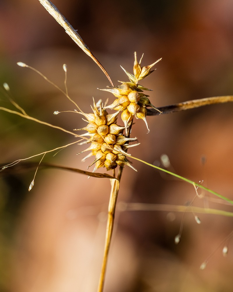 Northeastern Sedge photo 7