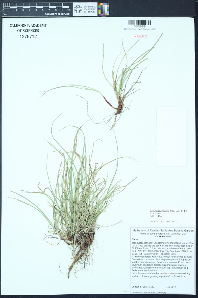 Carex cryptosperma