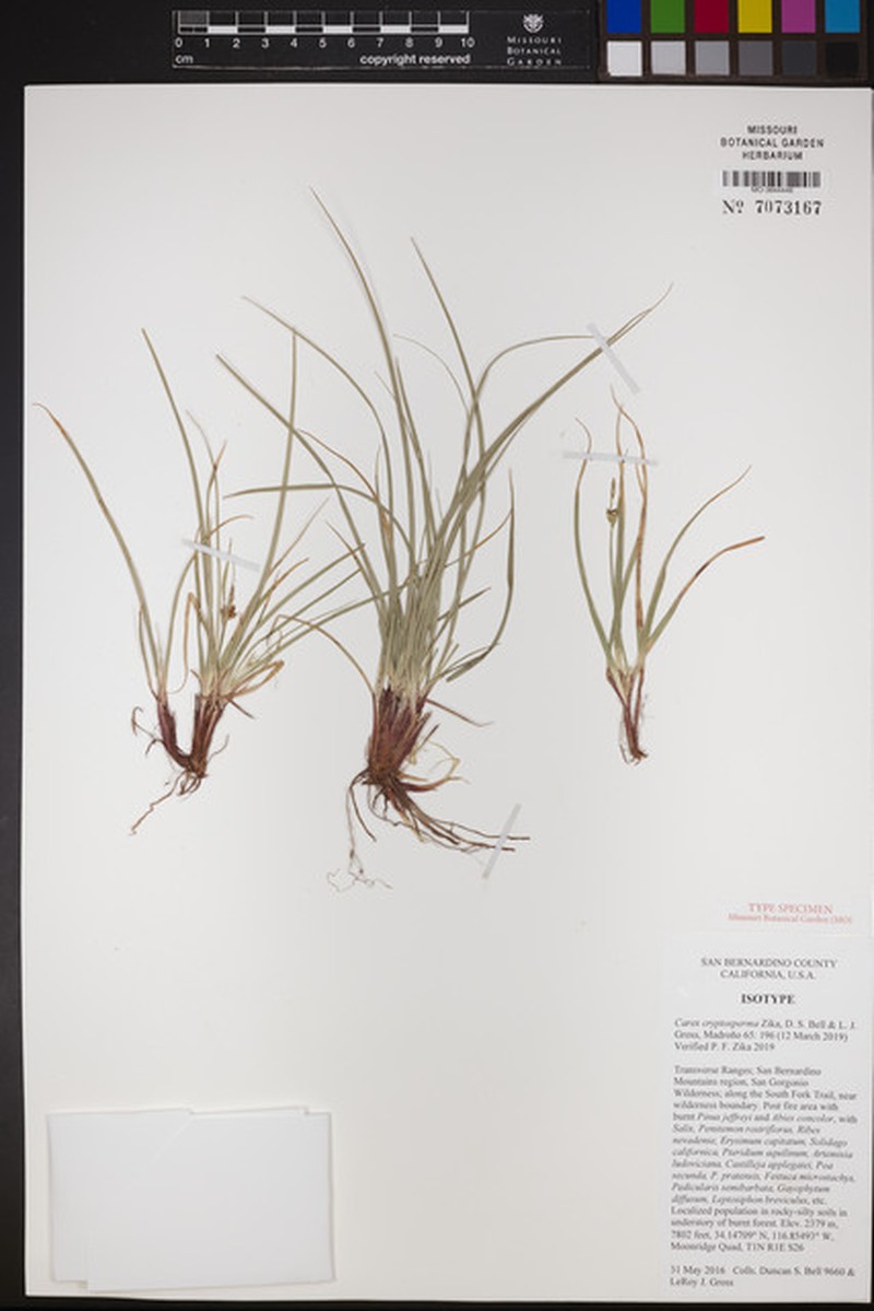 Carex cryptosperma photo 2