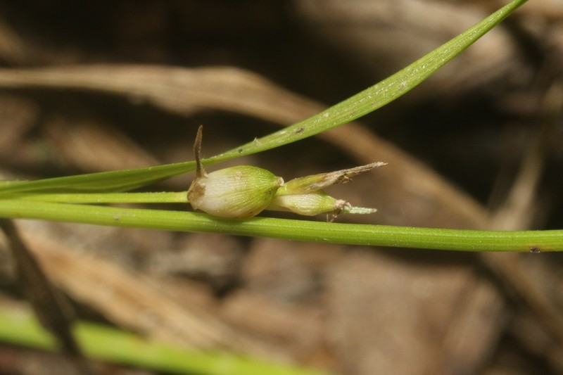 Cumberland Sedge photo 2