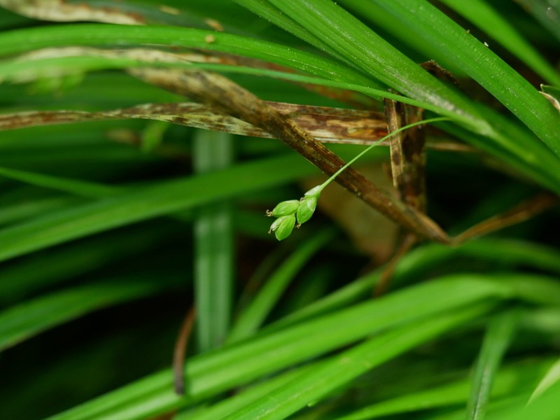 Cumberland Sedge photo 3