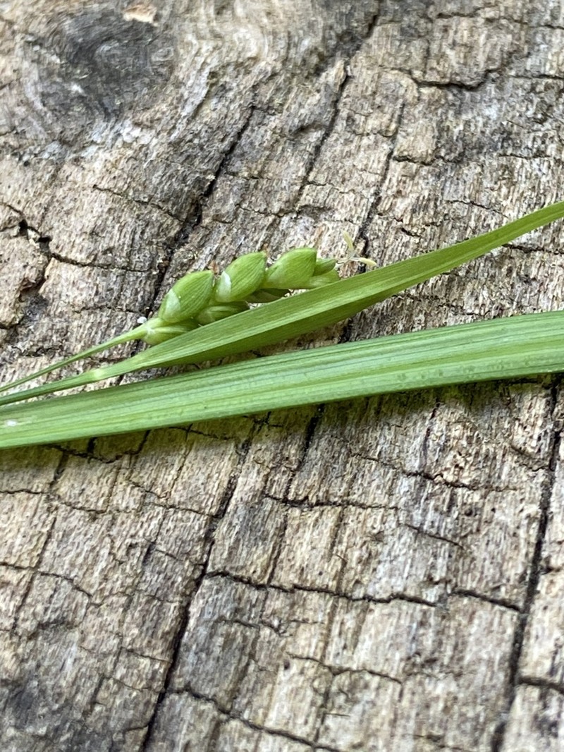 Cumberland Sedge photo 4