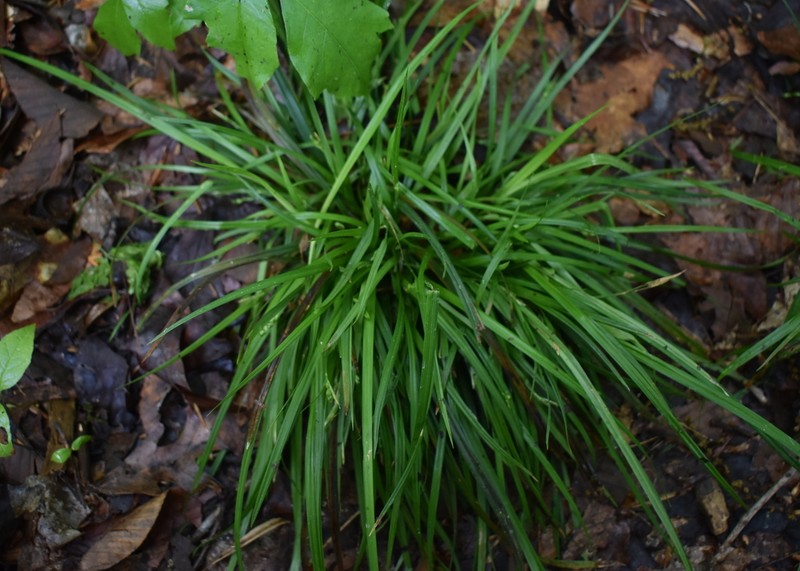 Cumberland Sedge photo 5
