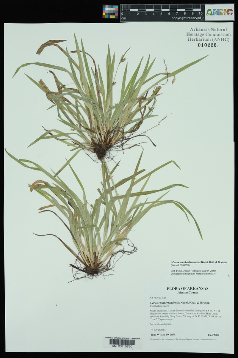 Cumberland Sedge photo 6