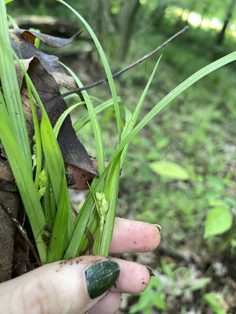 Cumberland Sedge photo 7