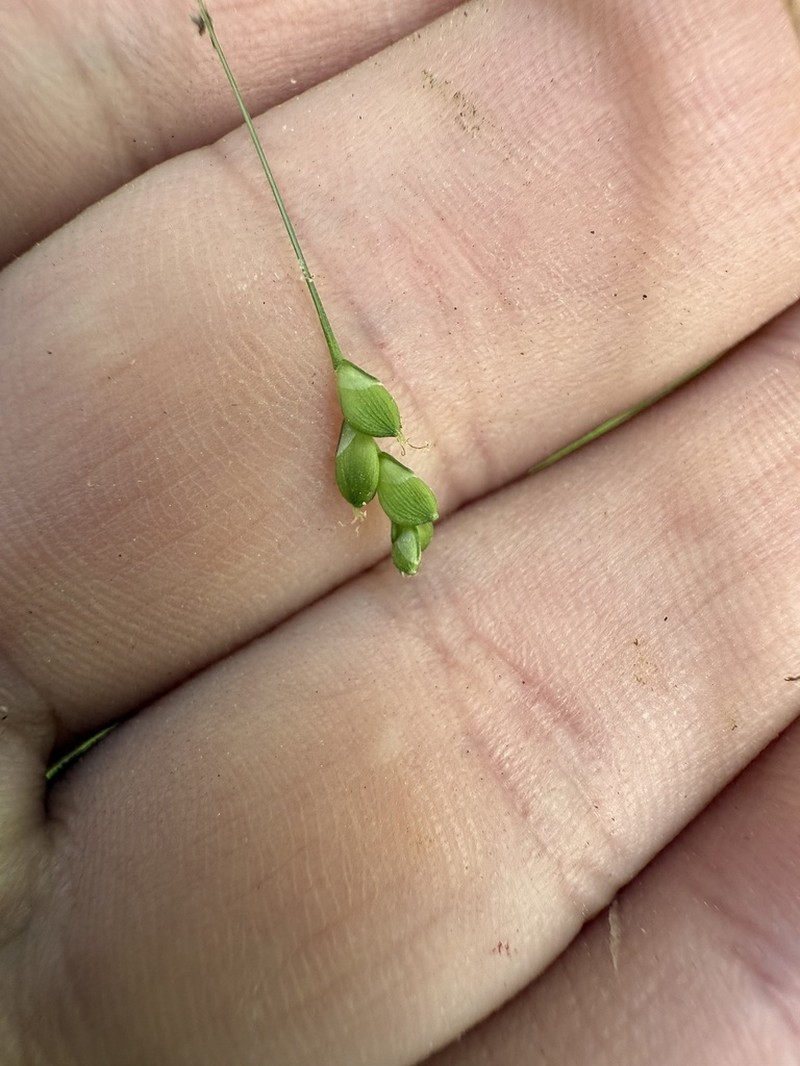 Cumberland Sedge photo 8
