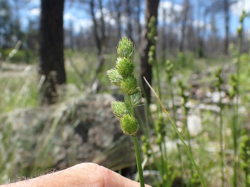 Clustered Sedge photo 4