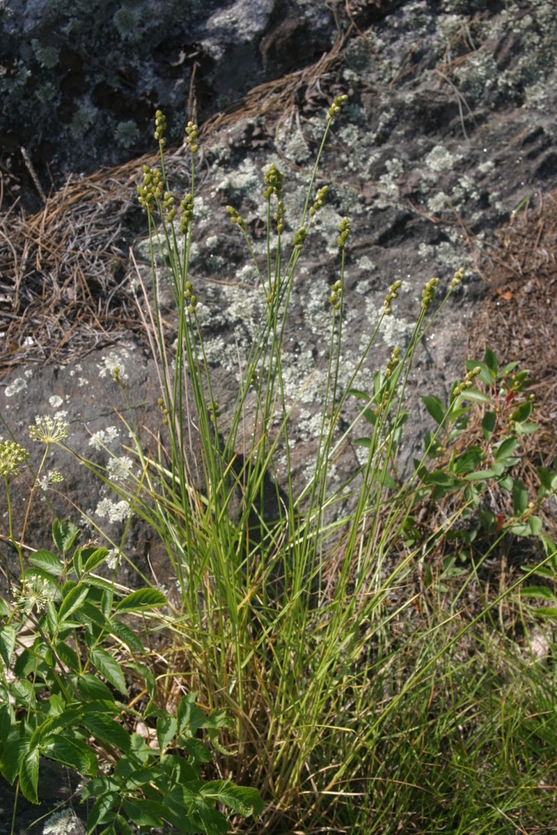 Clustered Sedge photo 5