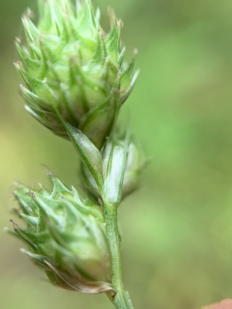 Clustered Sedge photo 6