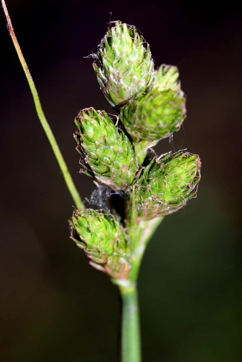 Clustered Sedge photo 7