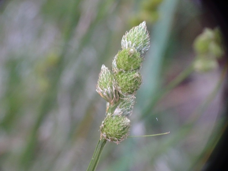 Clustered Sedge photo 8