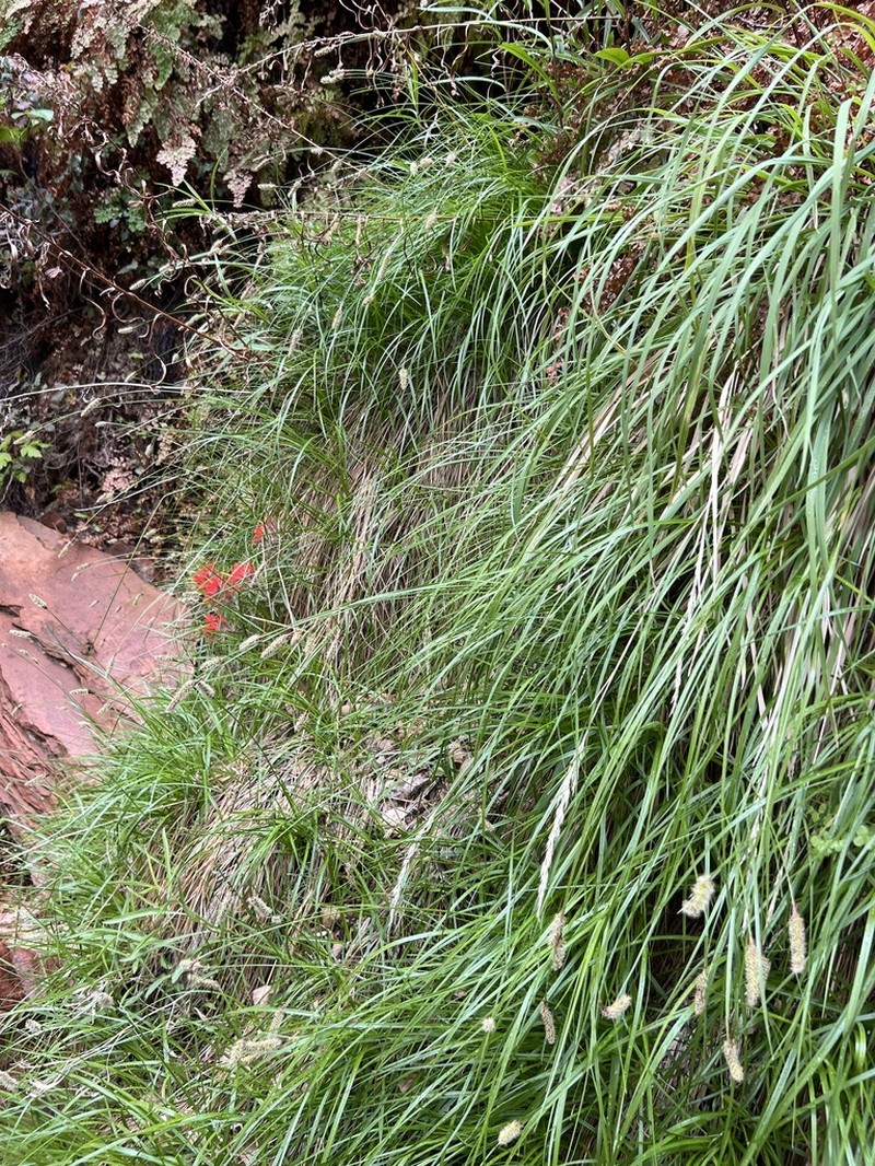 Kaibab Sedge