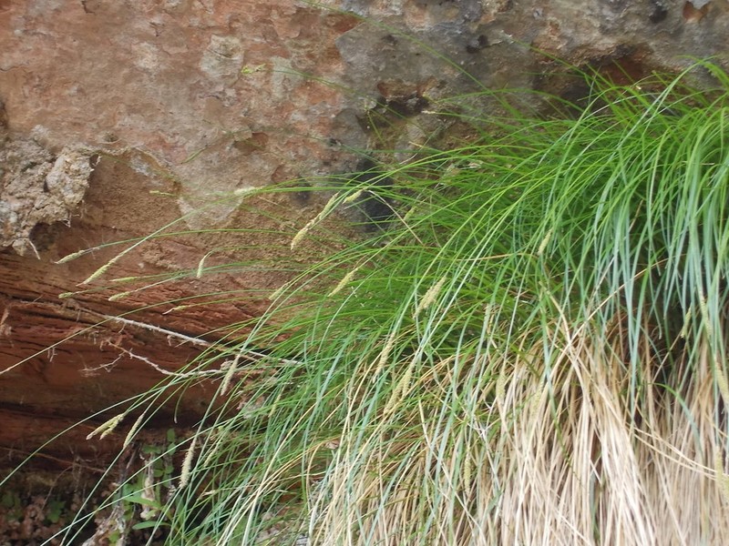 Kaibab Sedge photo 3