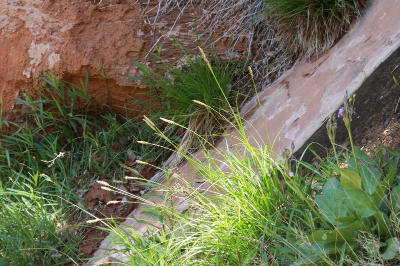 Kaibab Sedge photo 4