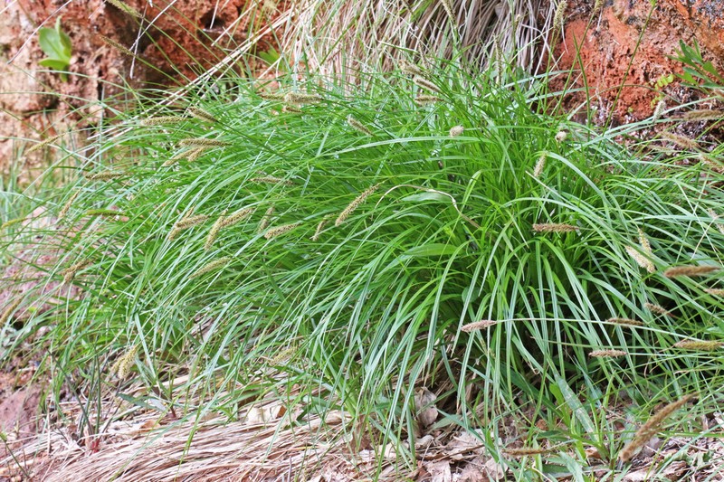 Kaibab Sedge photo 5