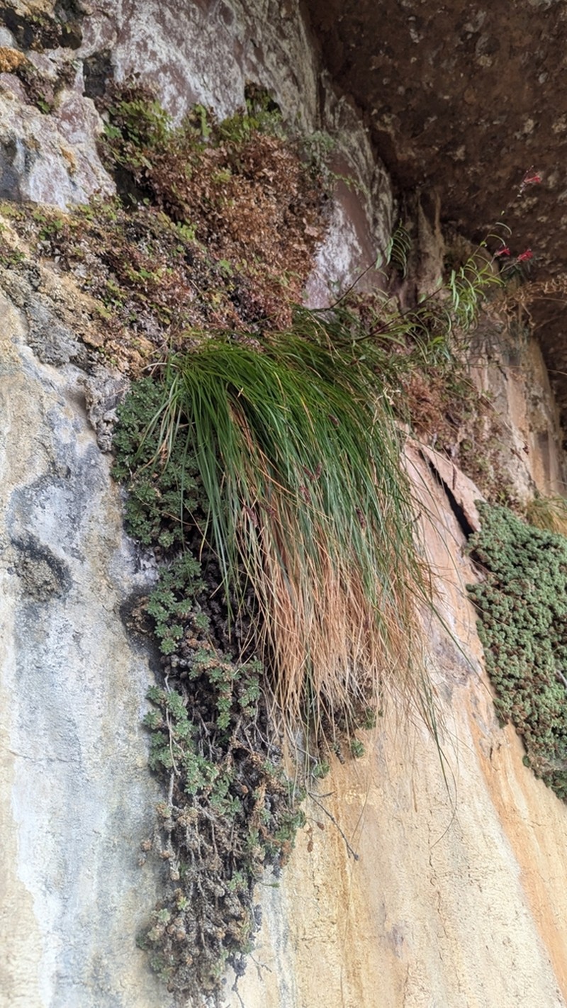 Kaibab Sedge photo 6