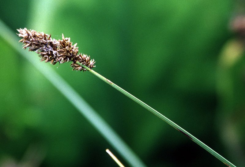 Cusick's Sedge