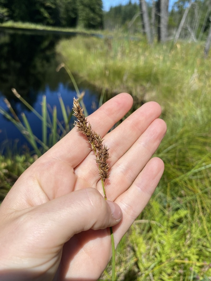 Cusick's Sedge photo 2