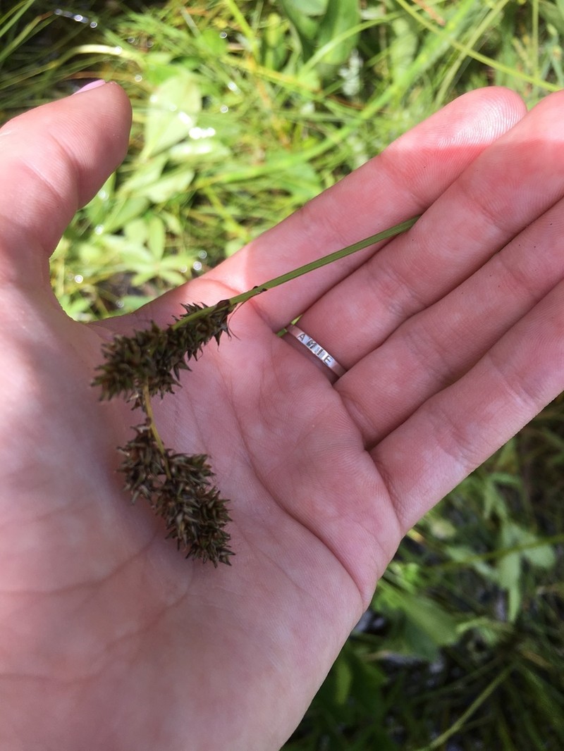 Cusick's Sedge photo 3