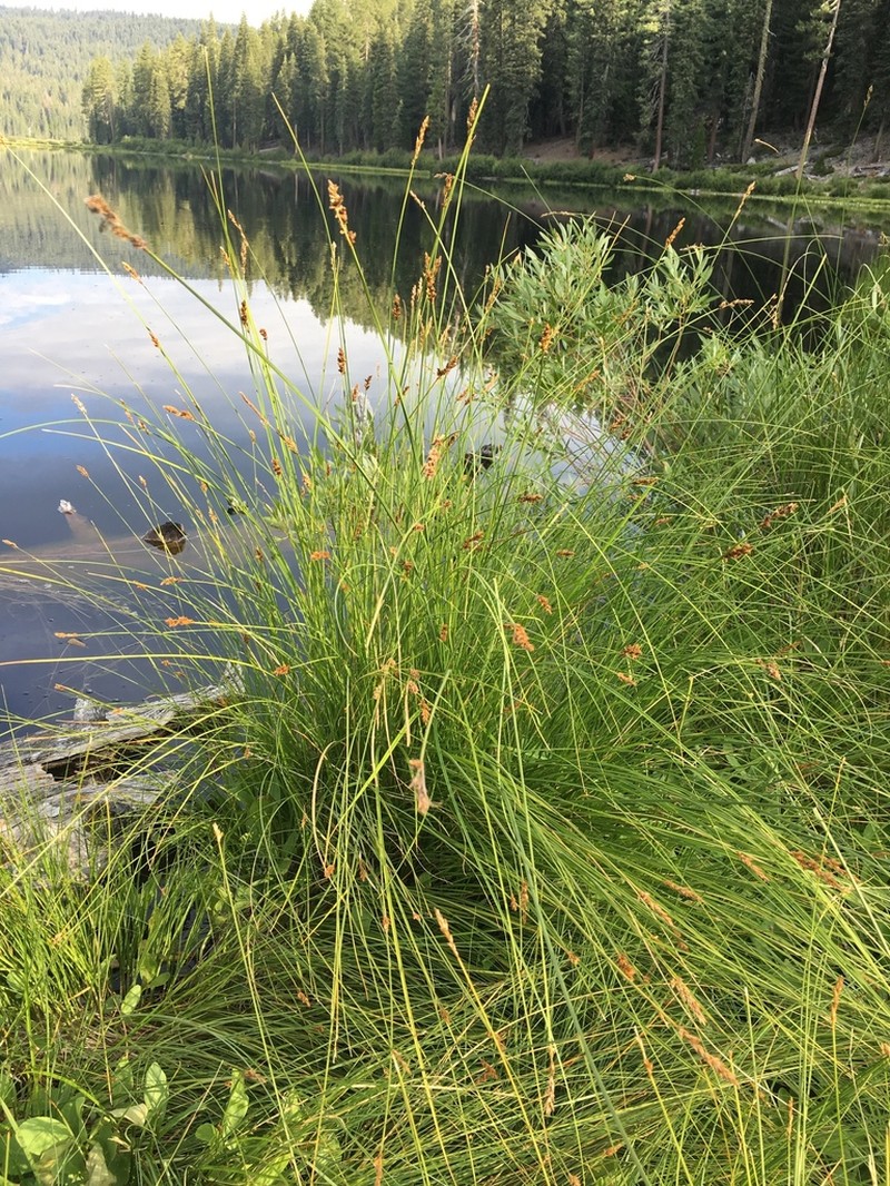 Cusick's Sedge photo 4