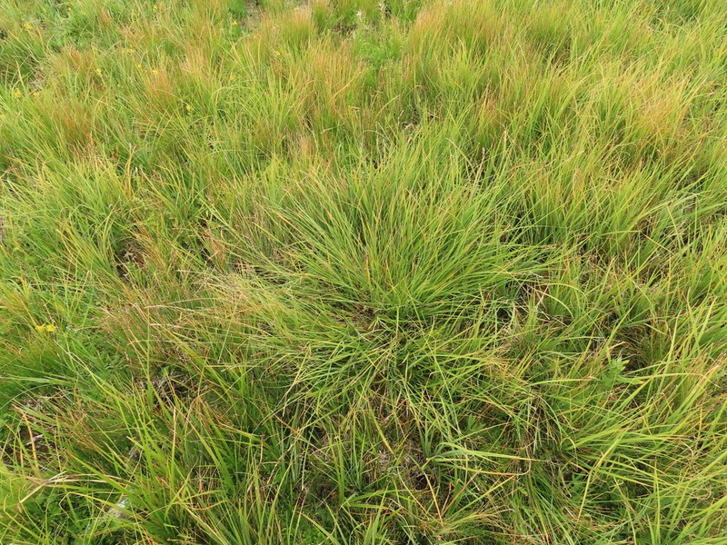 Cusick's Sedge photo 5