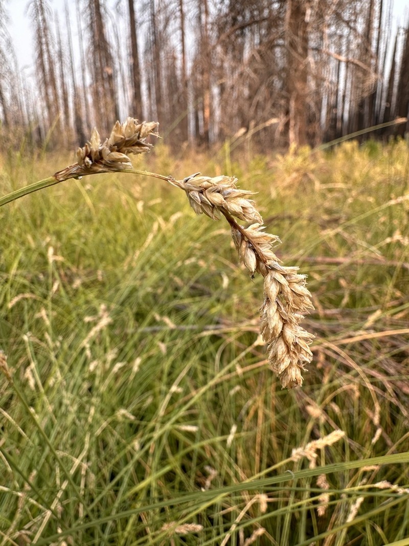 Cusick's Sedge photo 6