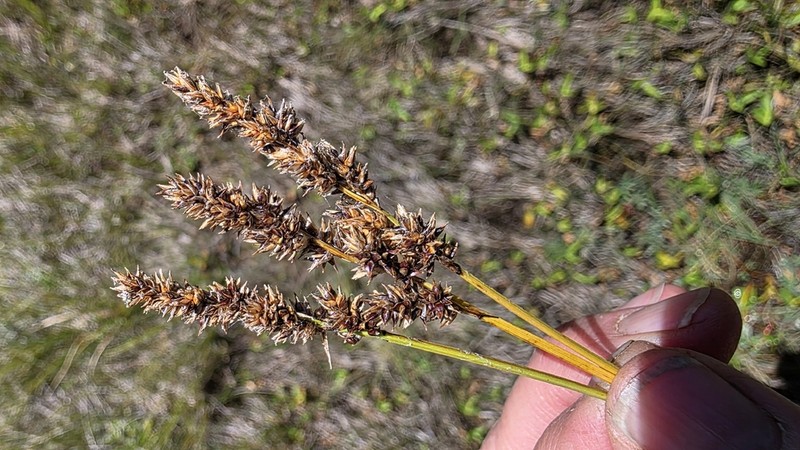 Cusick's Sedge photo 7