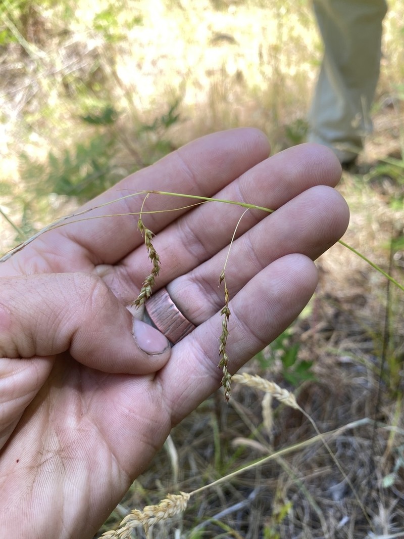 Arching Sedge